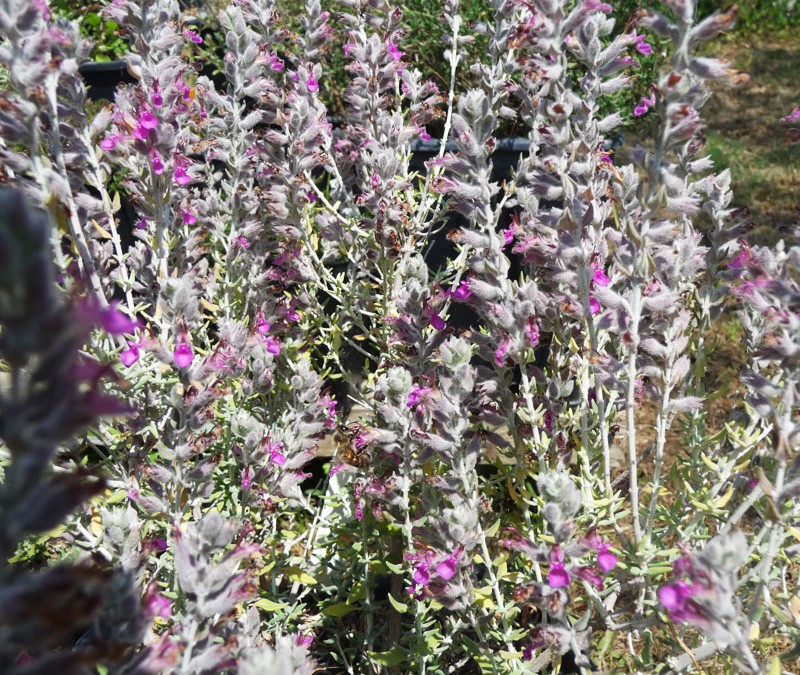 Teucrium marum