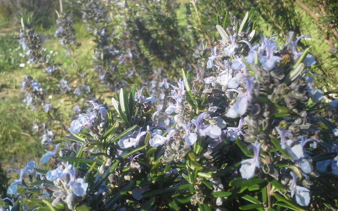 Rosmarinus officinalis Tuscan Blue’