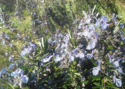 Rosmarinus officinalis Tuscan Blue’