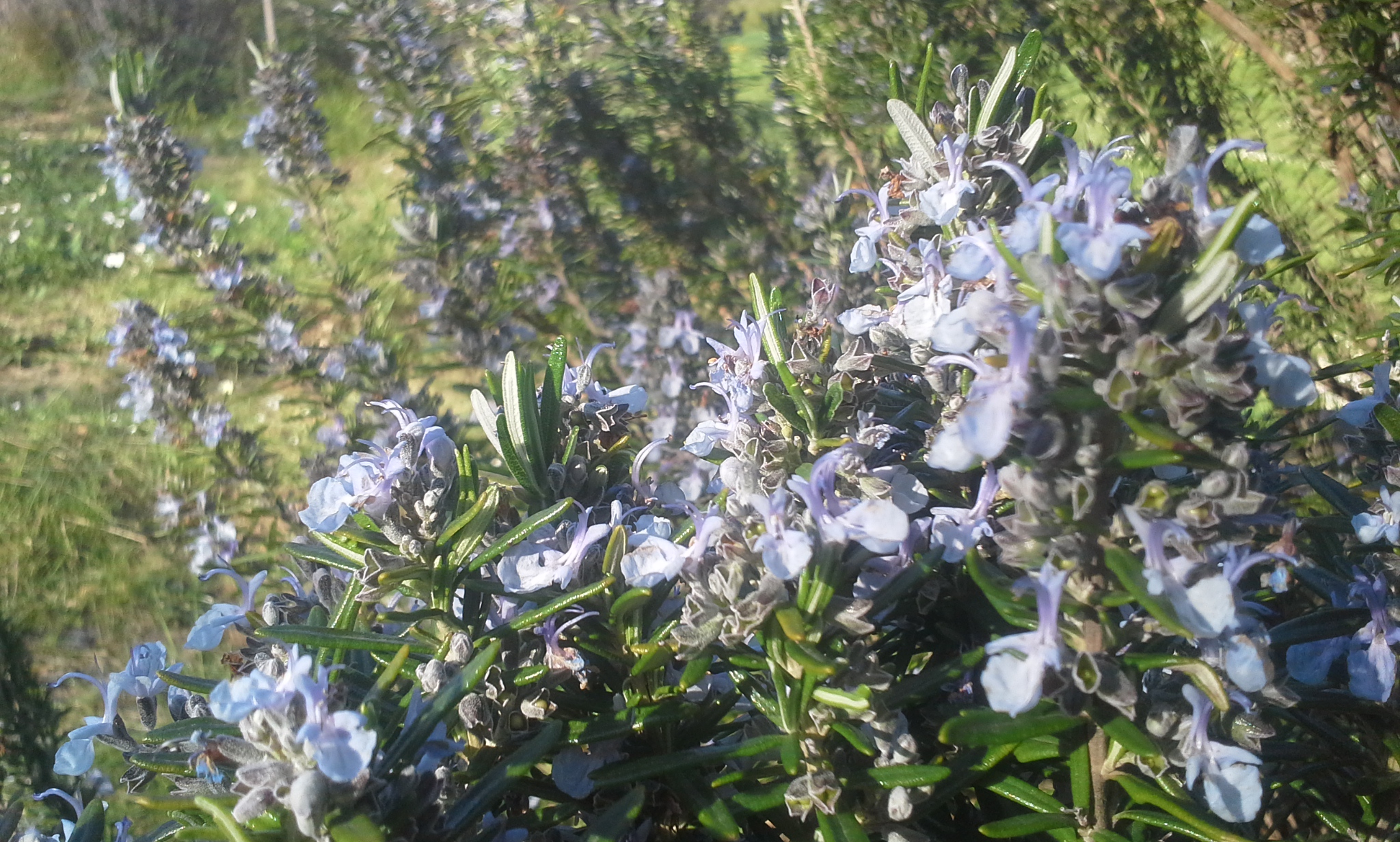 Rosmarinus officinalis Tuscan Blue'