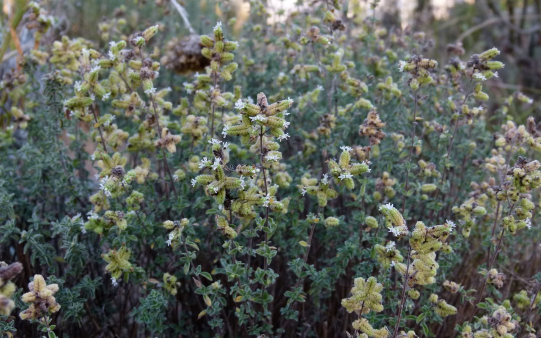 Origanum heracleoticum