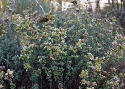 Origanum heracleoticum