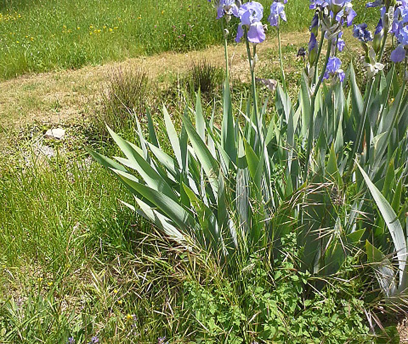 Iris pallida