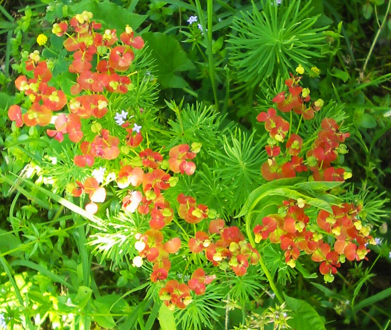 Euphorbia cyparissias