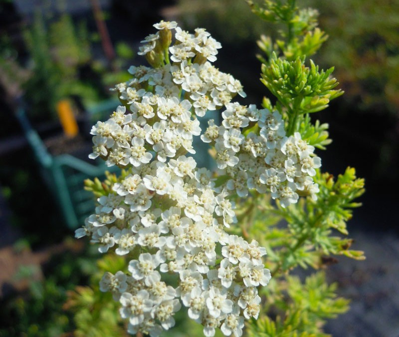 Achillea ligustica