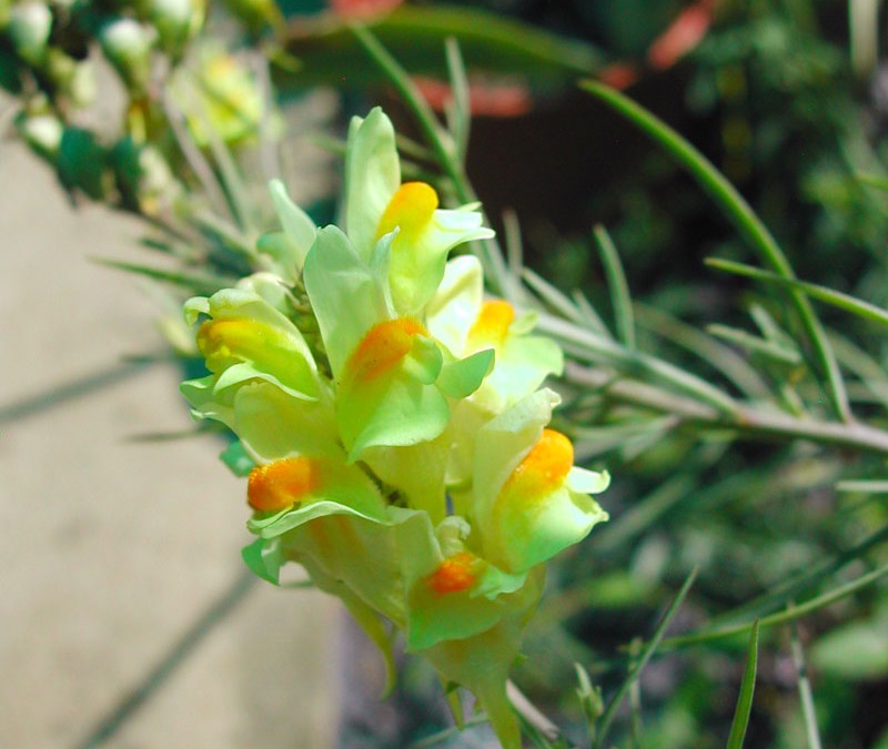 Linaria vulgaris