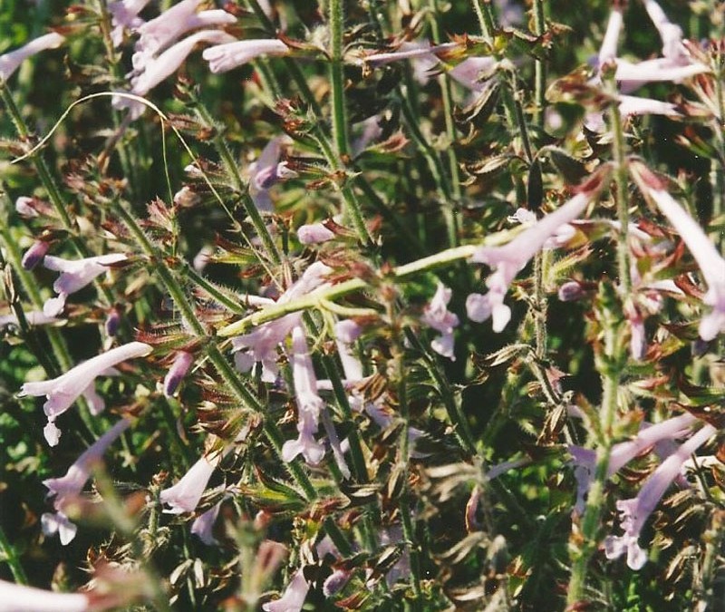 Salvia scabra