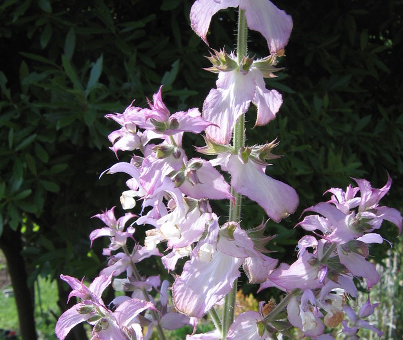 Salvia sclarea