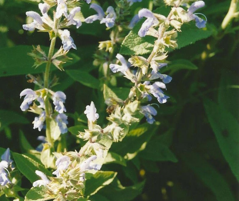 Salvia somalensis