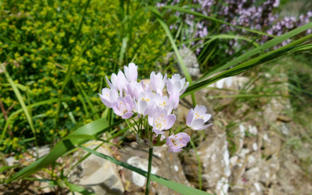 Allium roseum