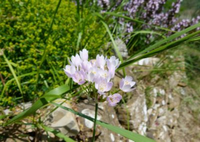 Allium roseum