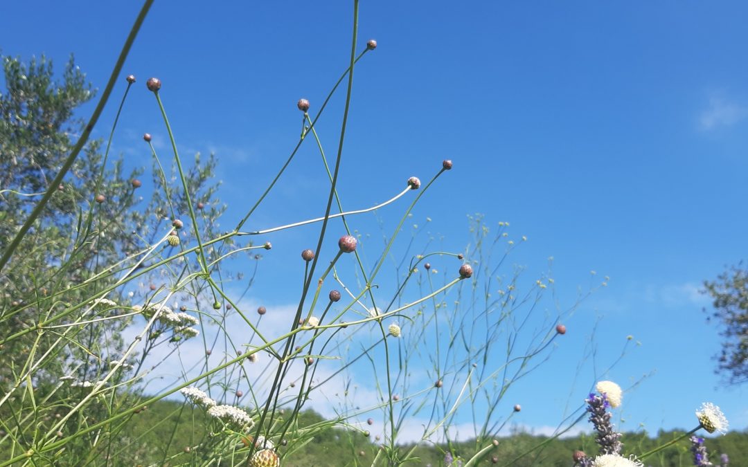 Cephalaria leucantha