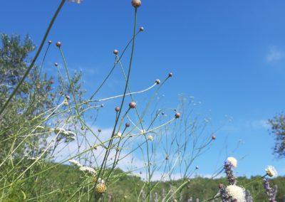 Cephalaria leucantha