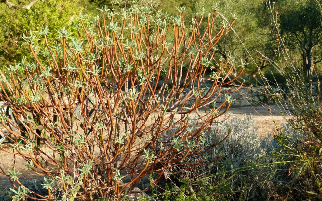 Euphorbia dendroides