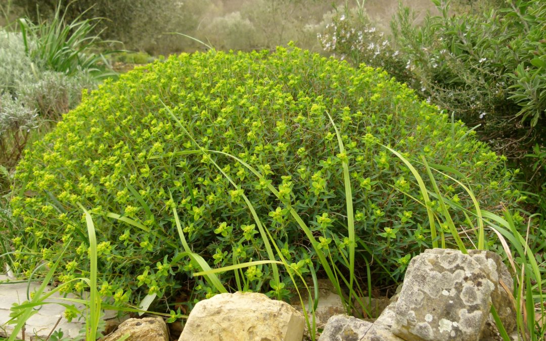 Euphorbia spinosa