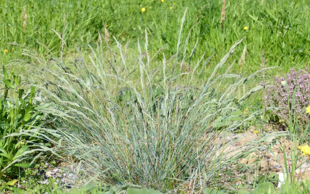 Festuca cinerea