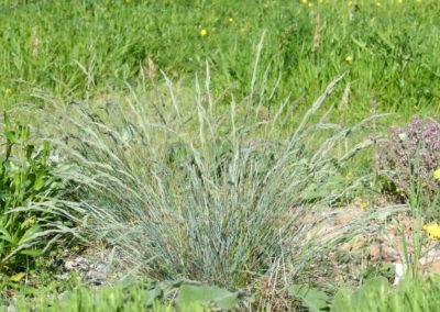 Festuca cinerea