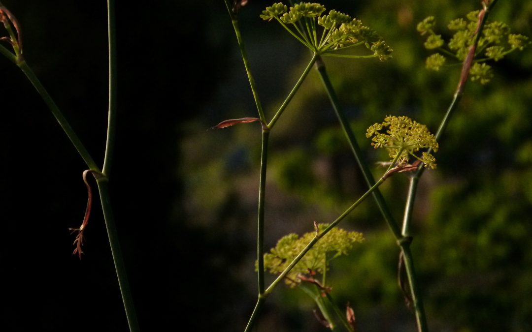 Foeniculum vulgare