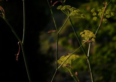 Foeniculum vulgare