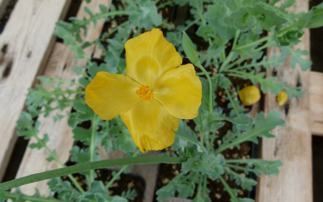 Glaucium flavum