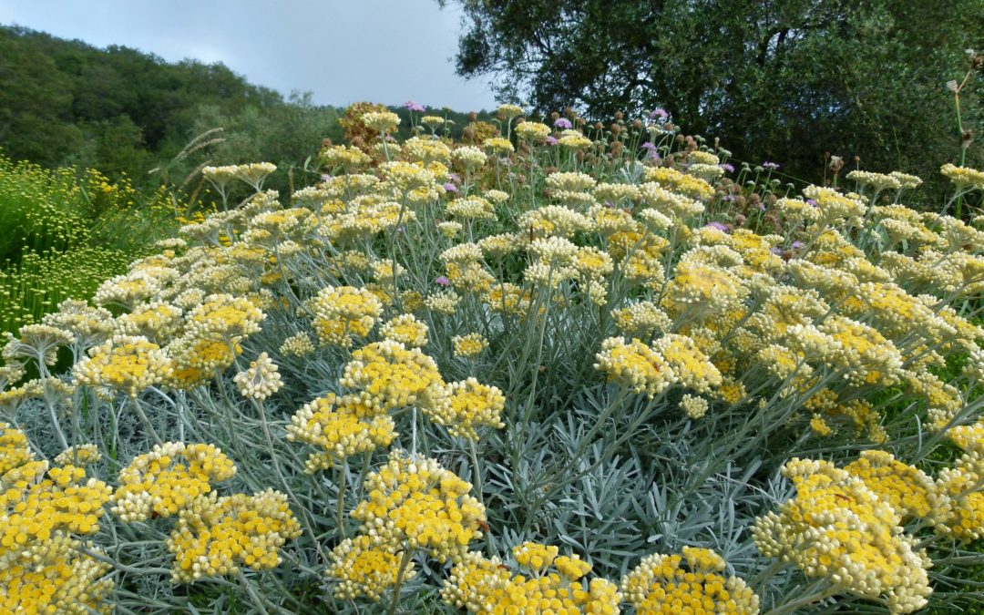 Helichrysum orientale