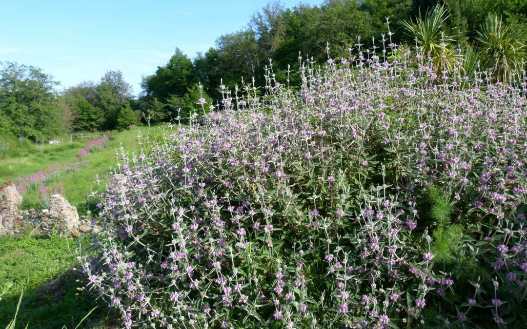 Phlomis italica