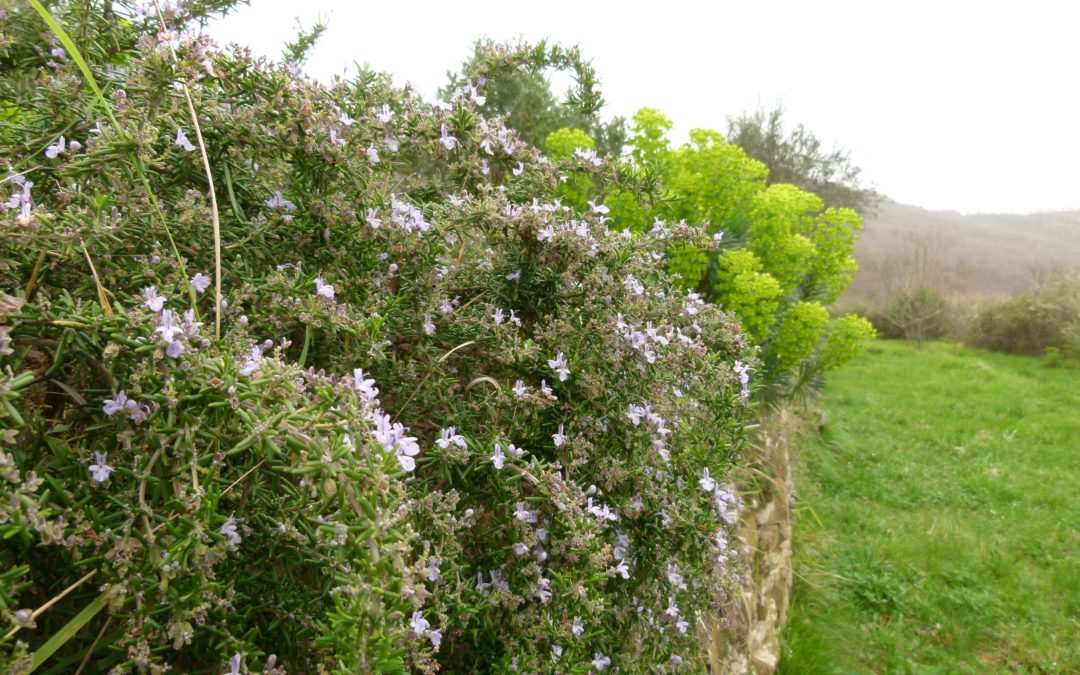 Rosmarinus officinalis ‘Blue Rain’