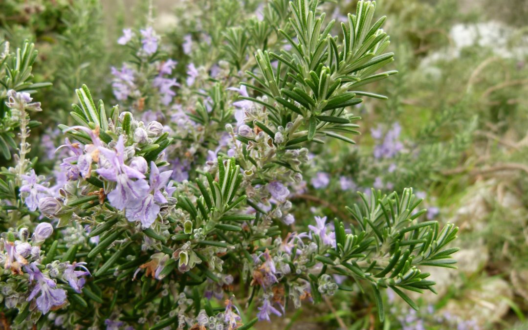 Rosmarinus officinalis ‘Boule’