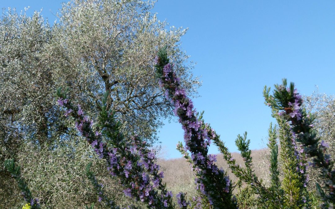 Rosmarinus officinalis ‘Majorcan Pink’