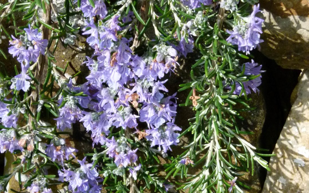 Rosmarinus officinalis ‘Punta di Canelle’