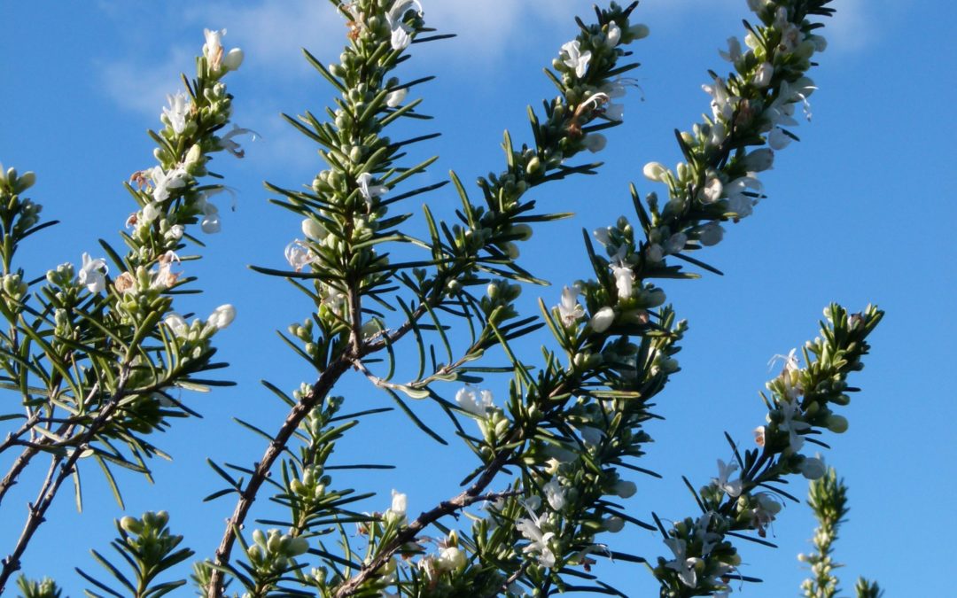 Rosmarinus officinalis forma Alba