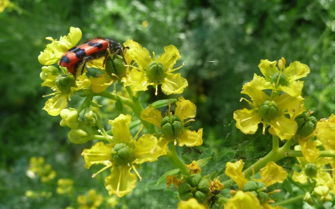 Ruta graveolens