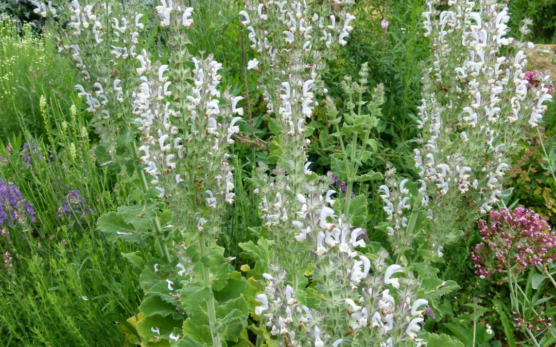 Salvia desoleana