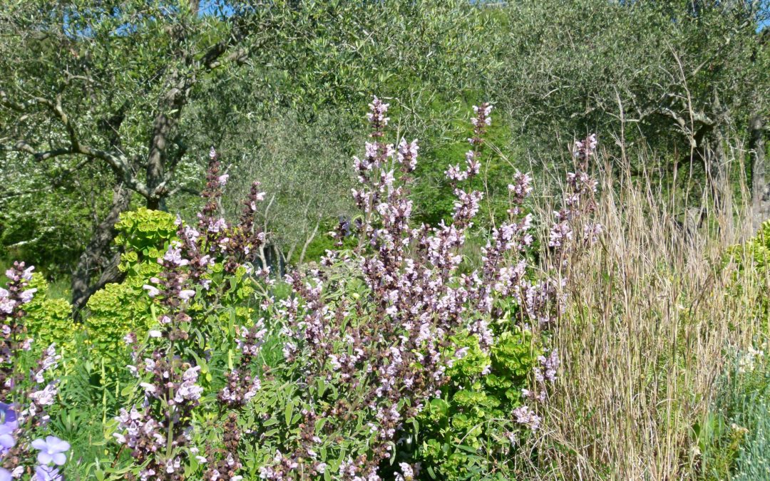 Salvia fruticosa