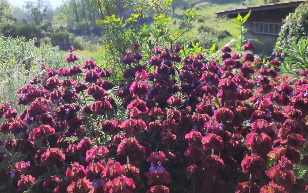 Salvia multicaulis