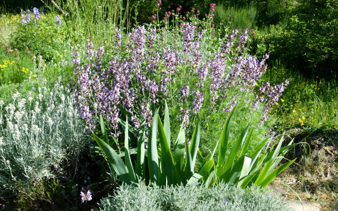 Salvia officinalis ‘Triora’