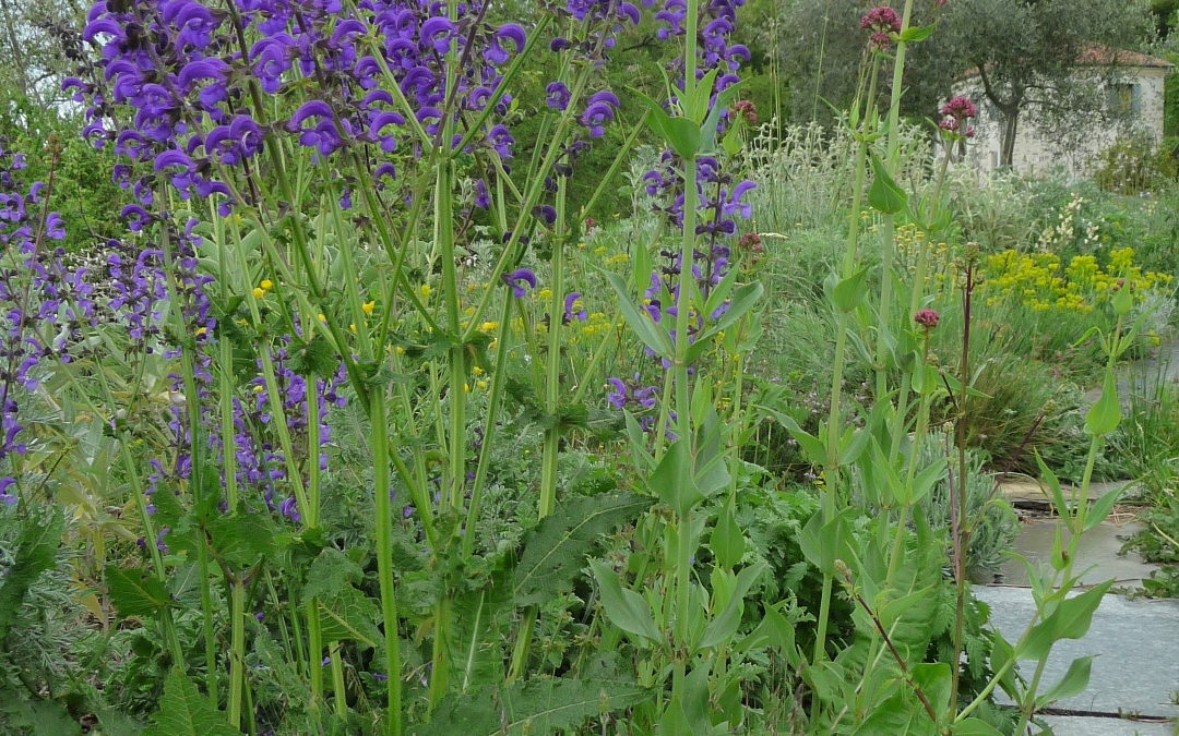 Salvia pratensis ‘Ciancavarè’