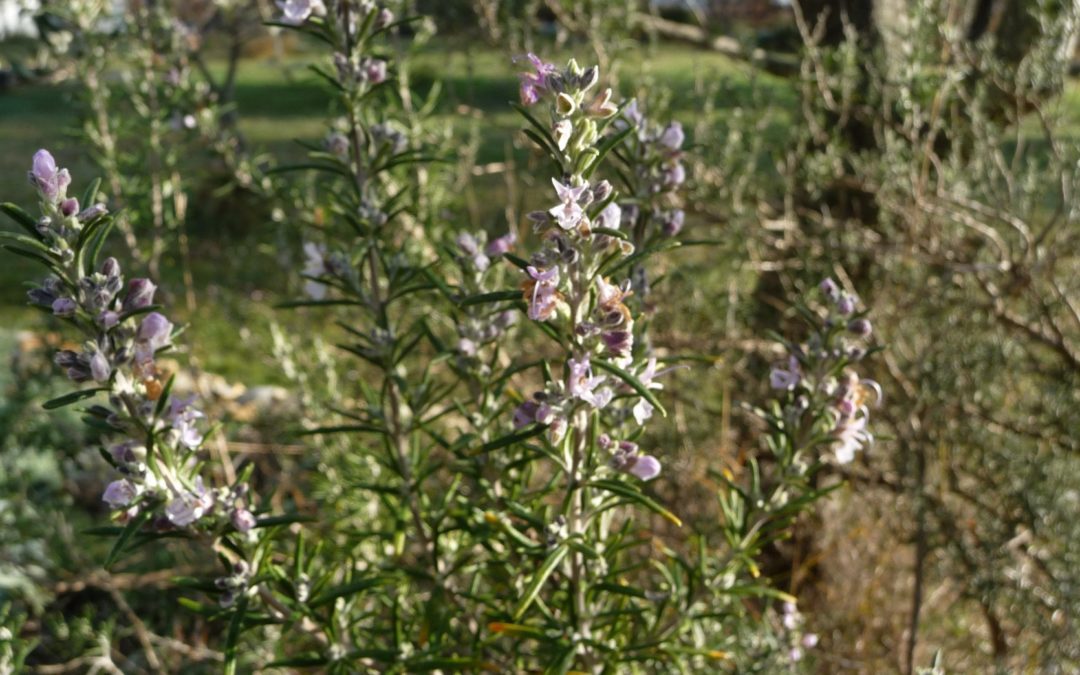 Rosmarinus officinalis ‘Roseus’