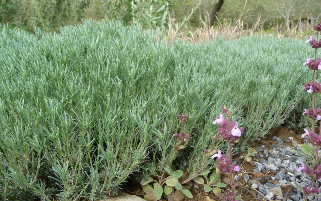 Santolina rosmarinifolia