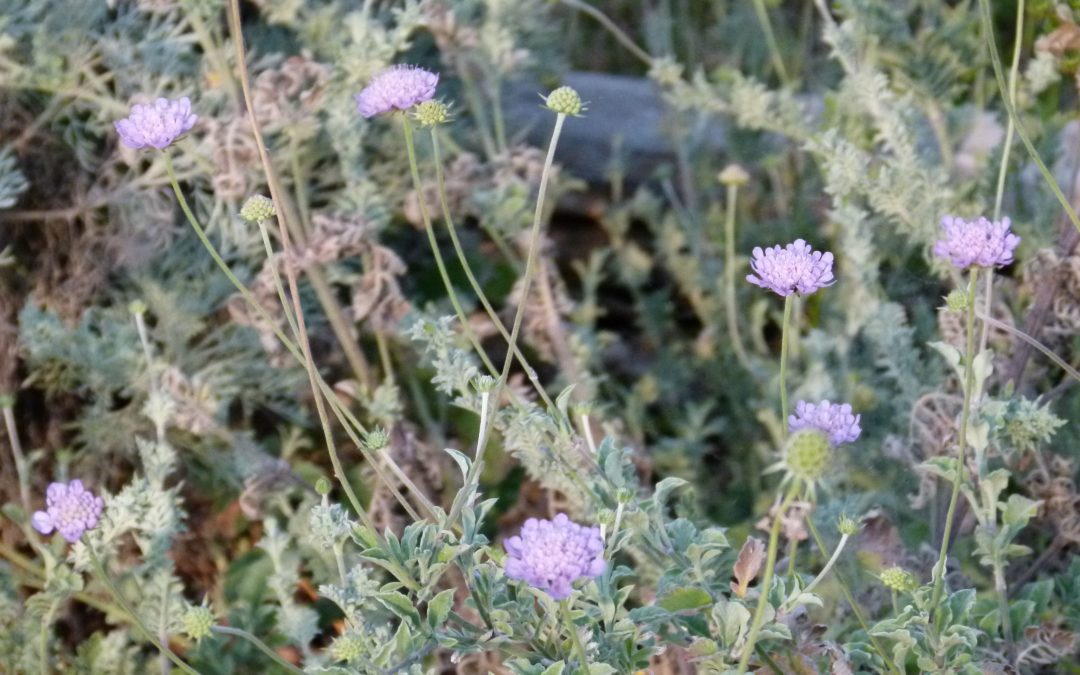 Scabiosa mollissima