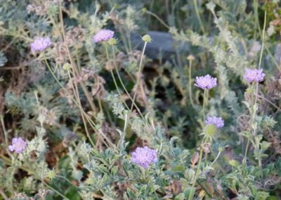 Scabiosa mollissima