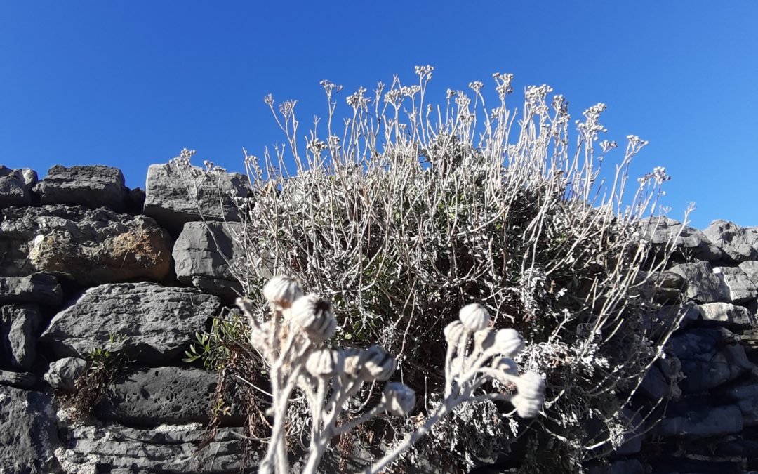 Senecio cineraria