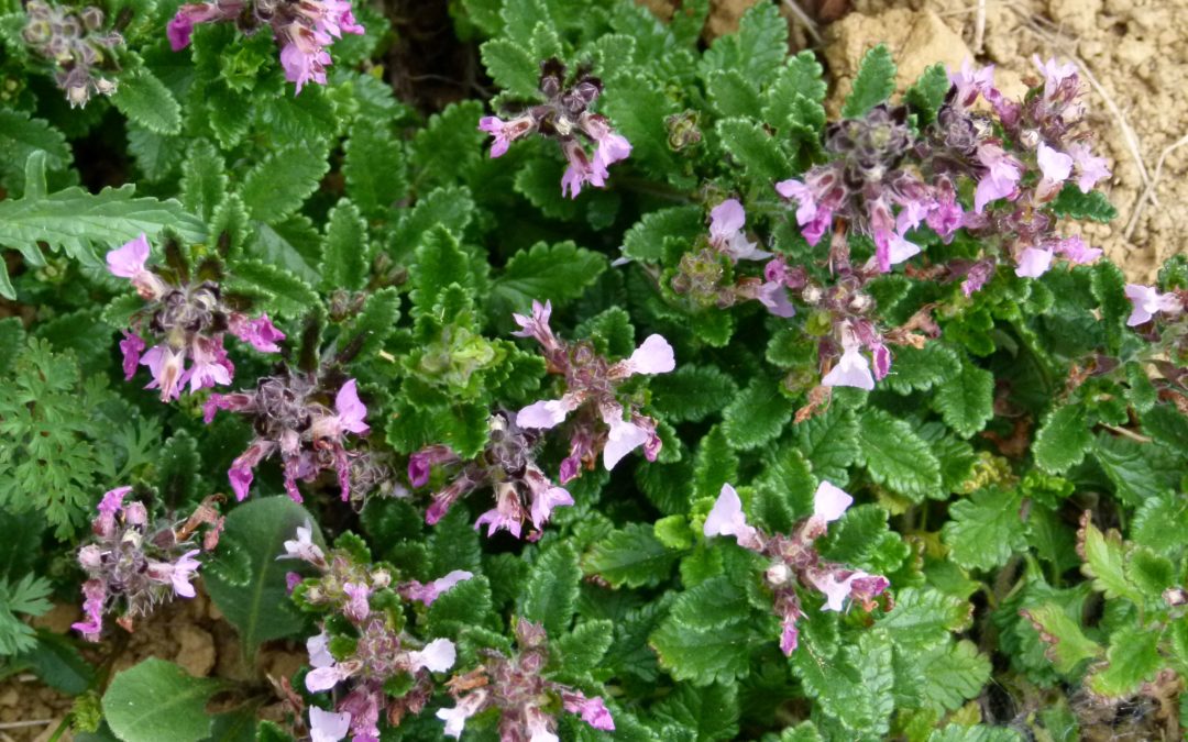 Teucrium chamaedrys