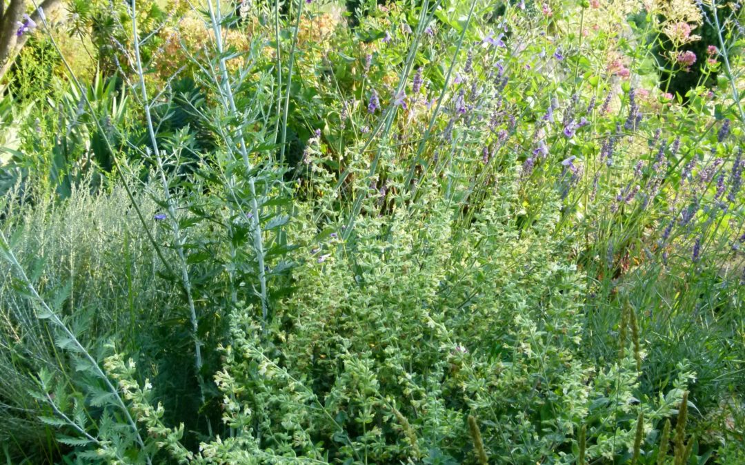 Teucrium flavum