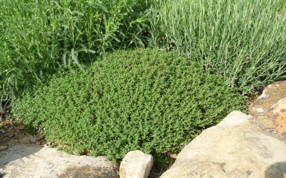 Thymus herba-barona