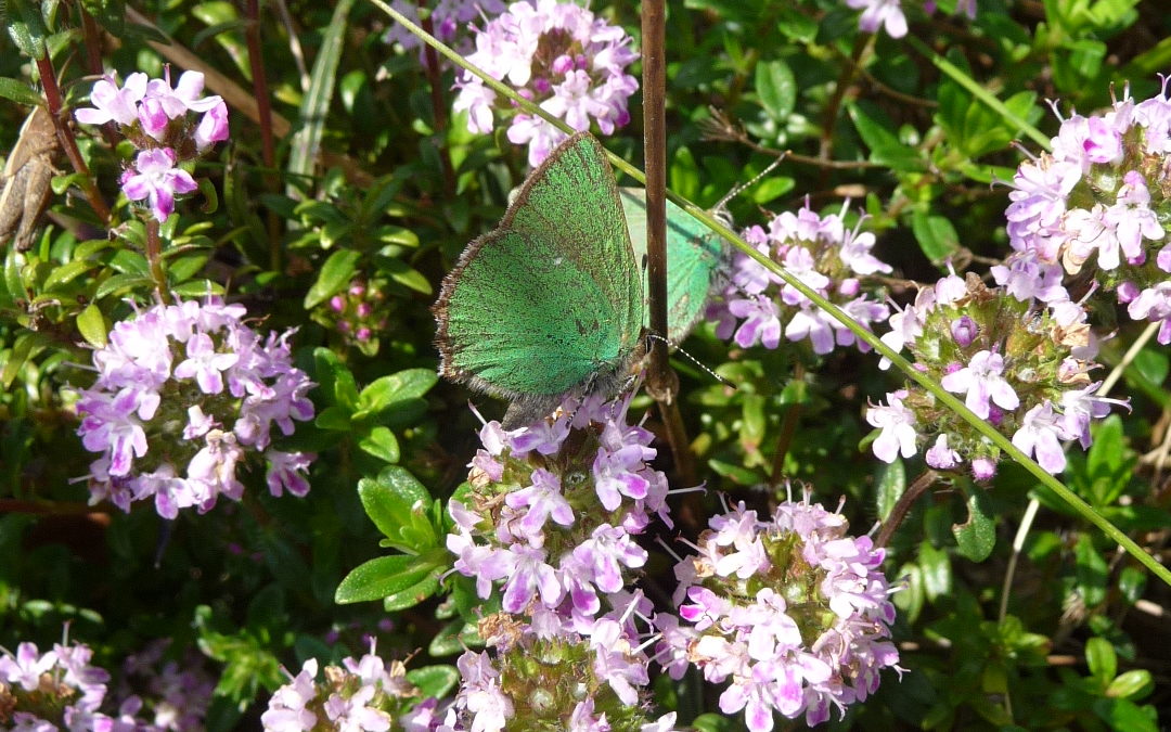 Thymus longicaulis