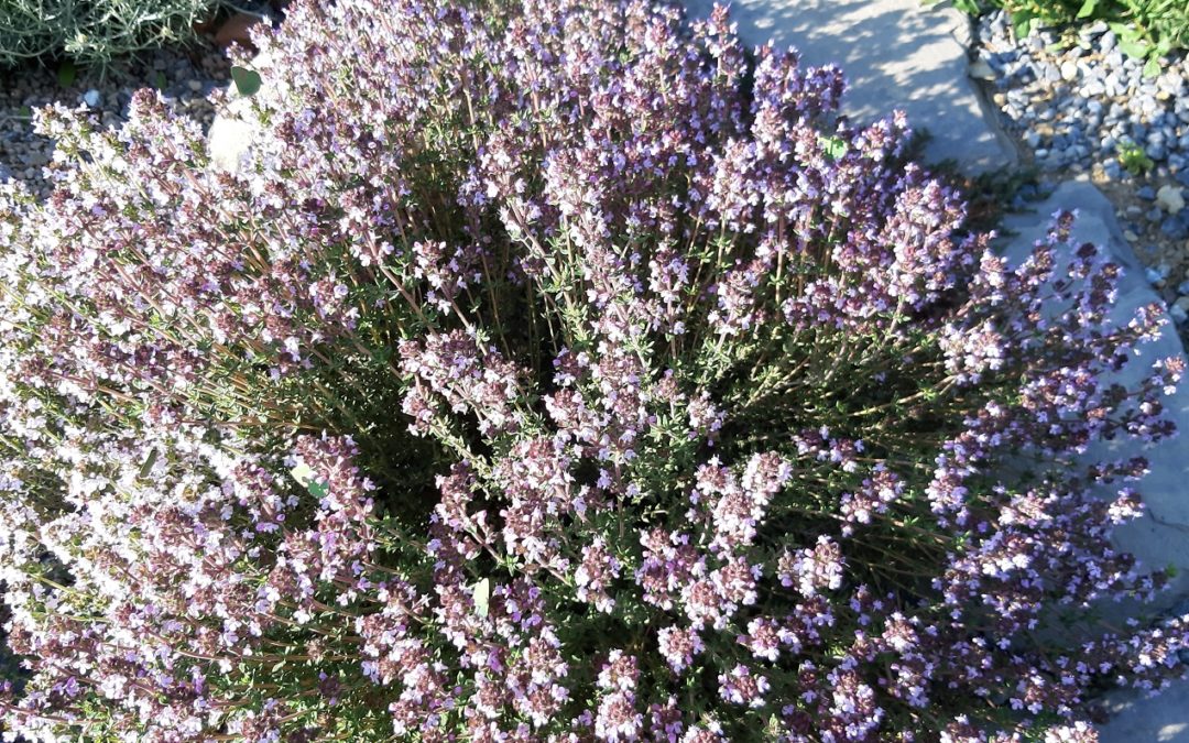 Thymus vulgaris ‘Ciancavaré’