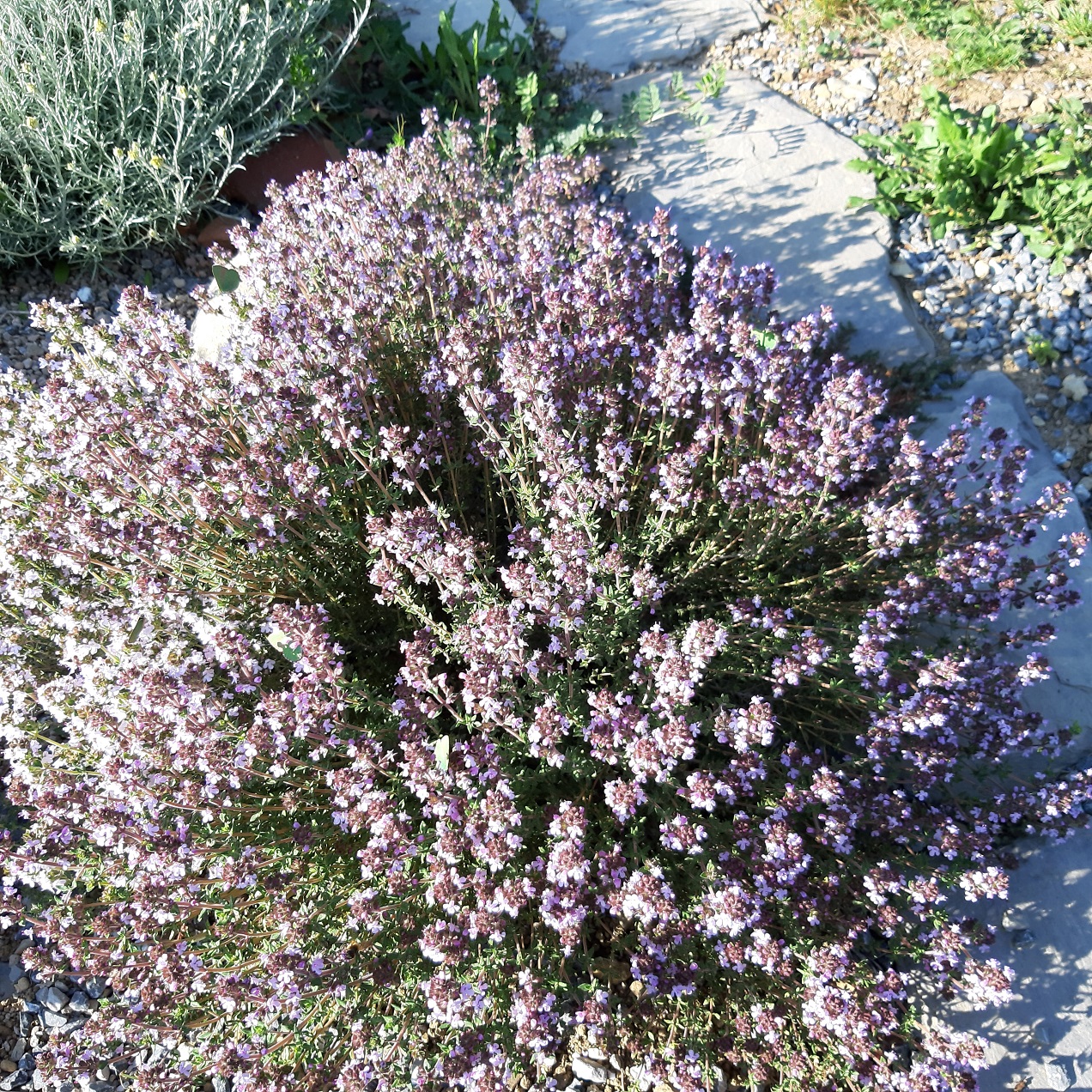 Thymus vulgaris 'Ciancavaré'