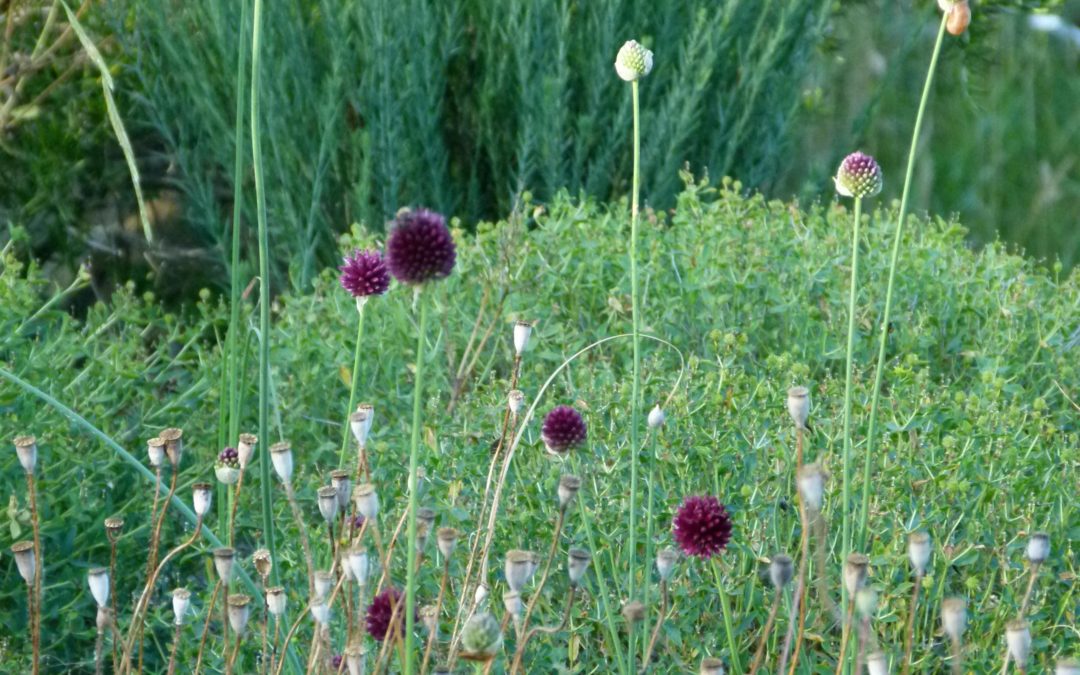 Allium sphaerocephalon