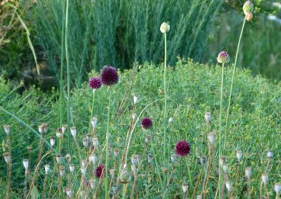 Allium sphaerocephalon